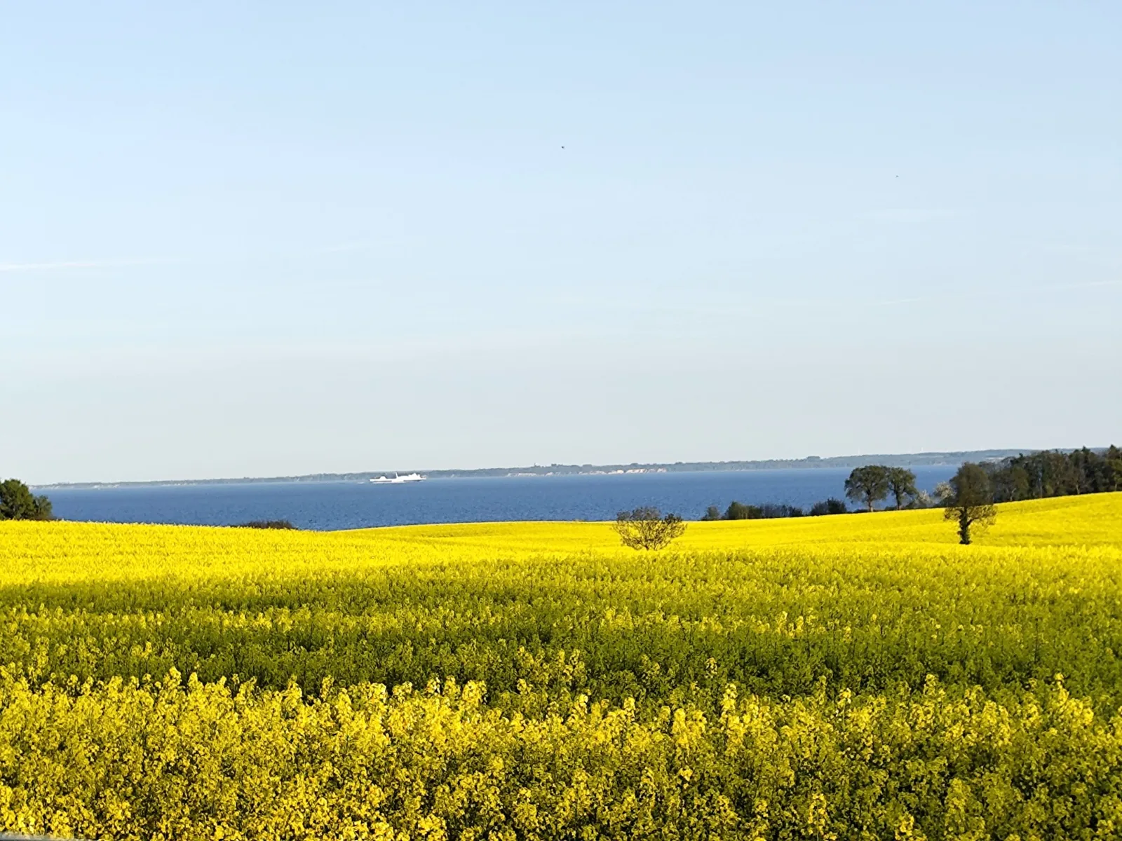 Blühendes Rapsfeld in der Umgebung